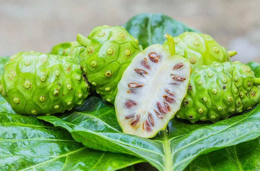 Noni: a planta que cura 27 enfermidades