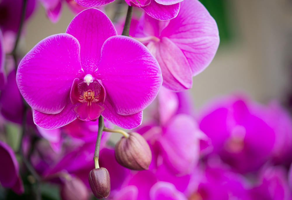 Presentear com orquídeas: o tipo certo para cada personalidade 5 flor orquidea