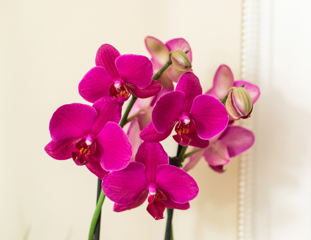 Presentear com orquídeas: o tipo certo para cada personalidade 6 planta orquidea